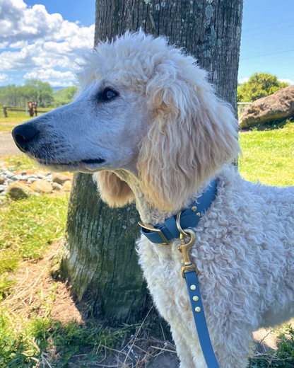 Luna Collar and Leash Set