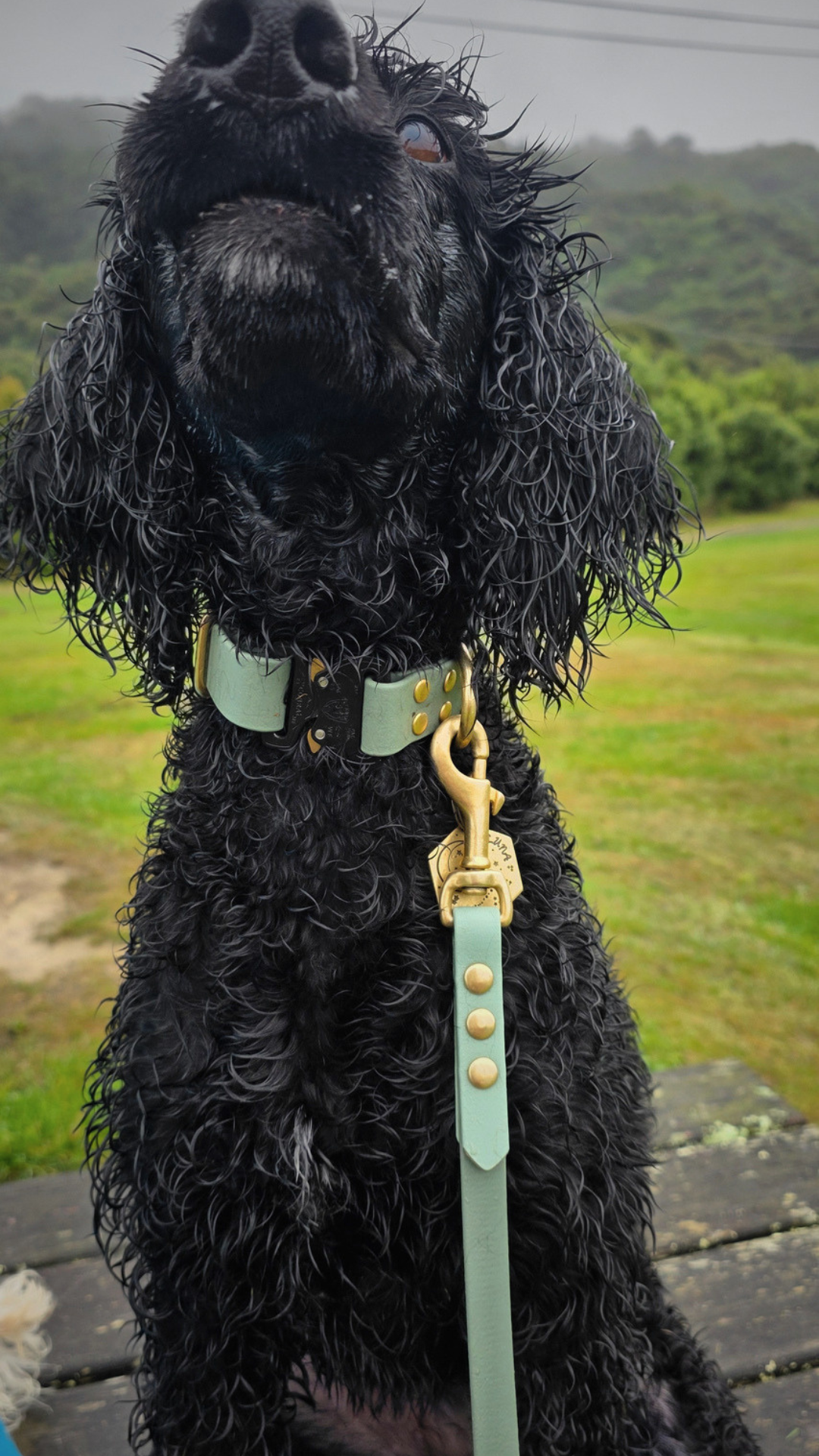 Eclipse Quick Release Collar