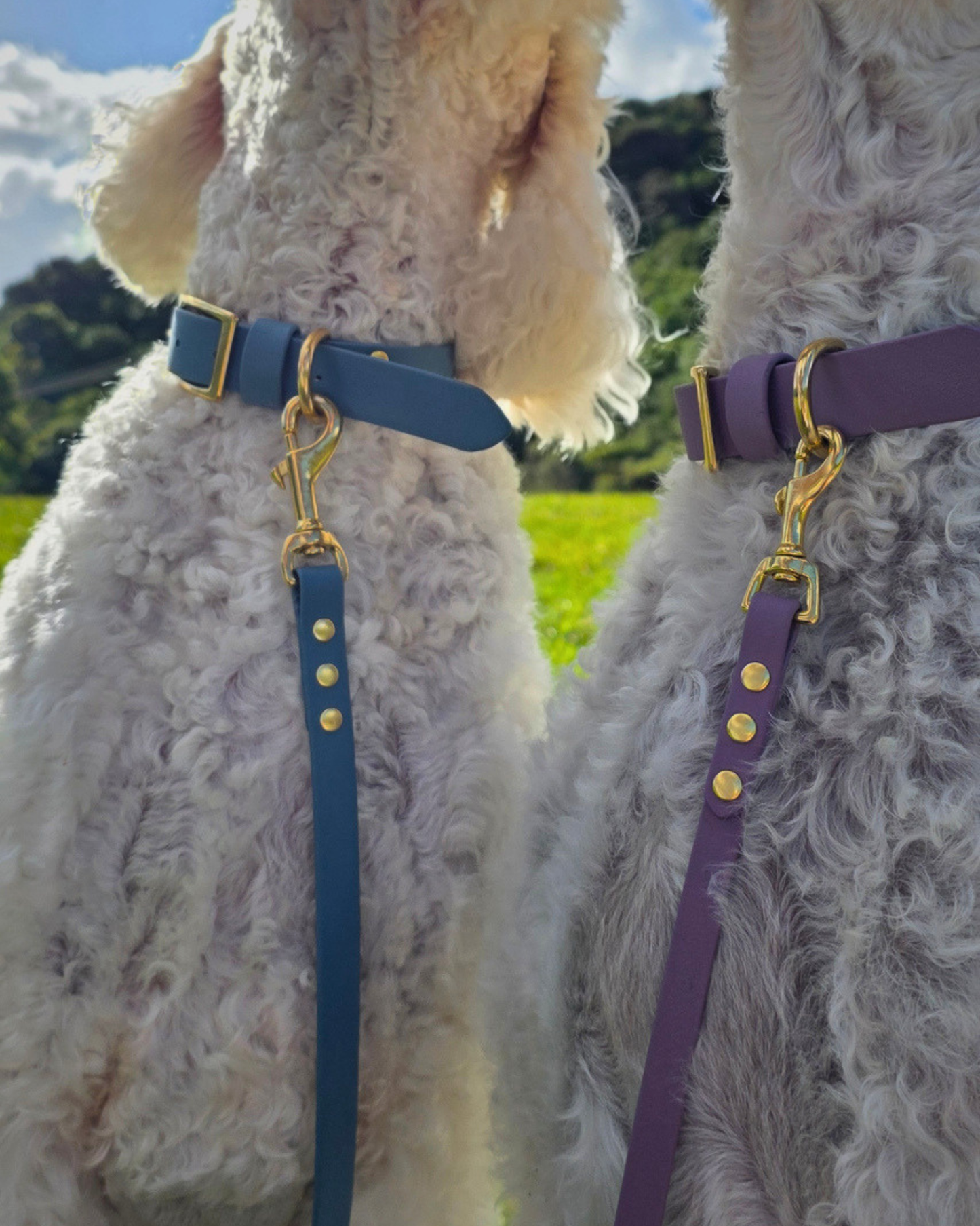 Luna Collar and Leash Set